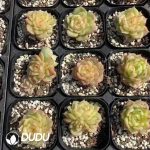 Echeveria Jade Linglong - Image 2