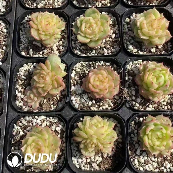 Echeveria Jade Linglong - Image 2