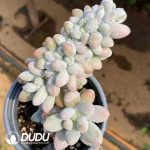 Echeveria Pink Lover Cristata - Image 2