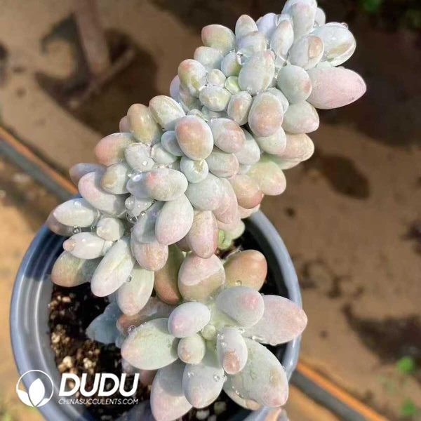 Echeveria Pink Lover Cristata - Image 2