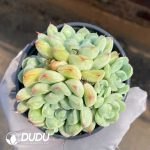 Echeveria Alba Water Drops Clustering - Image 2