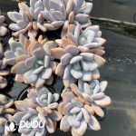Echeveria Pink Bunny Double Heads - Image 2