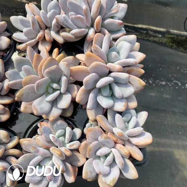 Echeveria Pink Bunny Double Heads - Image 2