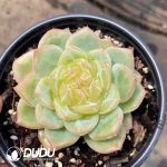 Echeveria Ocean Star - Image 2