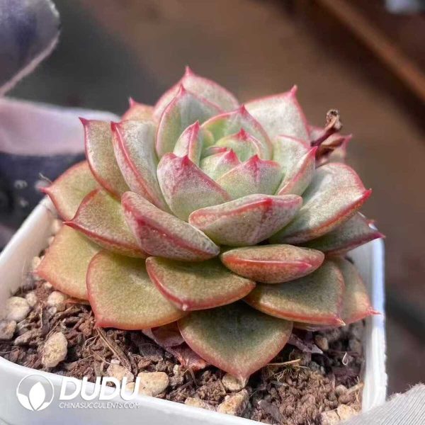 Echeveria Feather of Dawn Light - Image 2