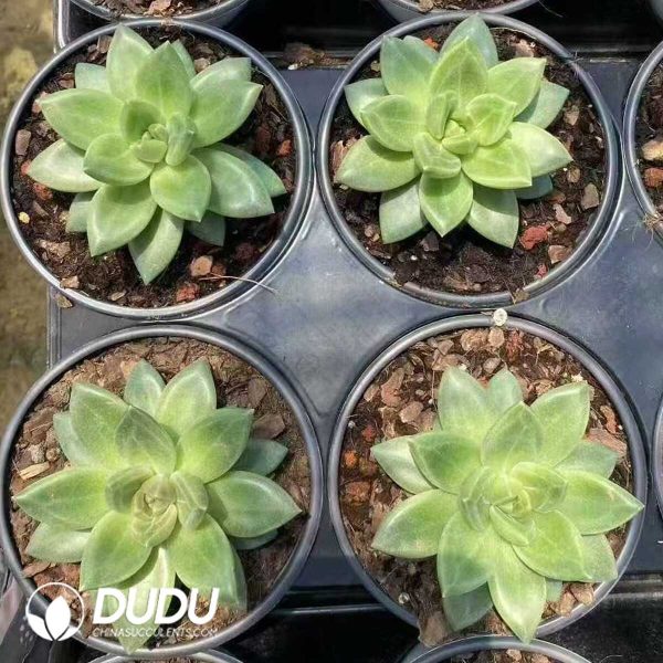 Echeveria Blue Mist - Image 2