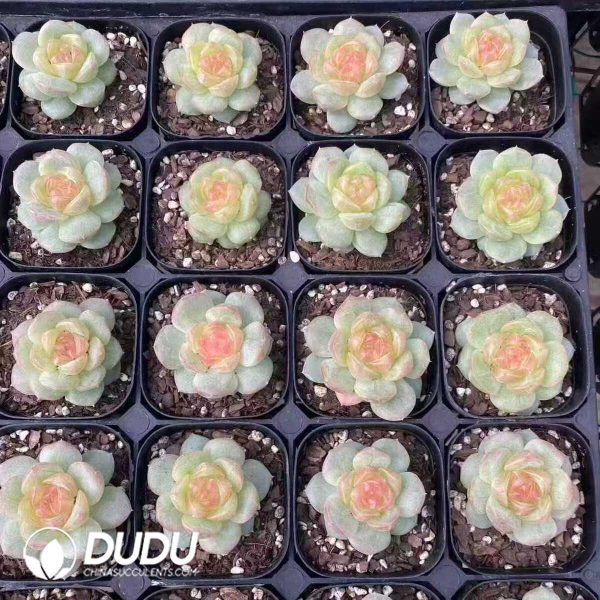 Echeveri Chase the Moon Jenny - Image 2