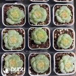 Echeveria Bright Moon - Image 2