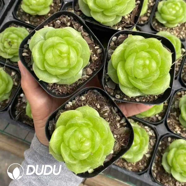 Echeveria Star Jenny - Image 2