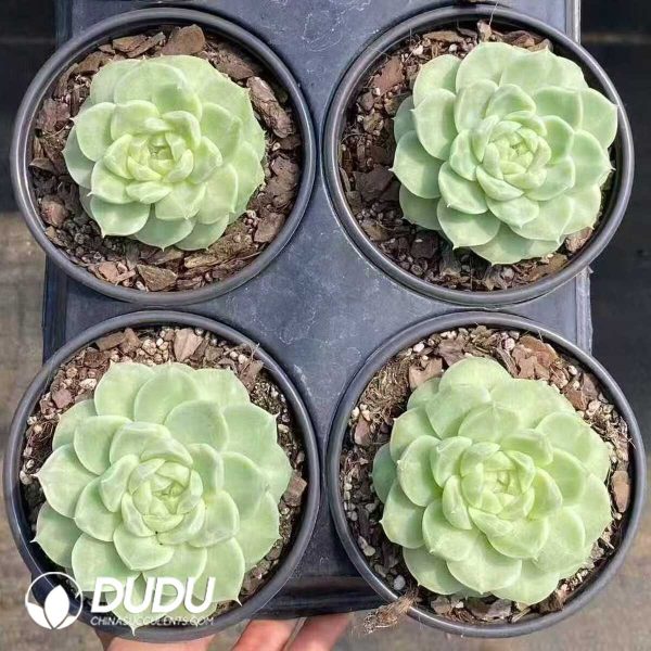 Echeveria White Pear Blossom - Image 2