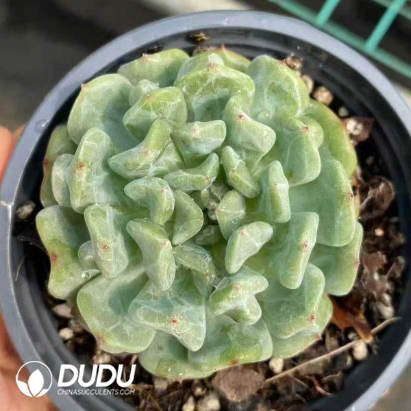 Echeveria Rock Sugar Mint - Image 2