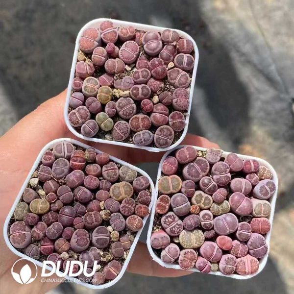 Lithops Fairy Purple Kiku - Image 2