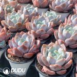 Echeveria Snow Gem - Image 2