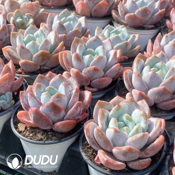 Echeveria Snow Gem - Image 2