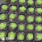 Echeveria Paula Jenny - Image 2