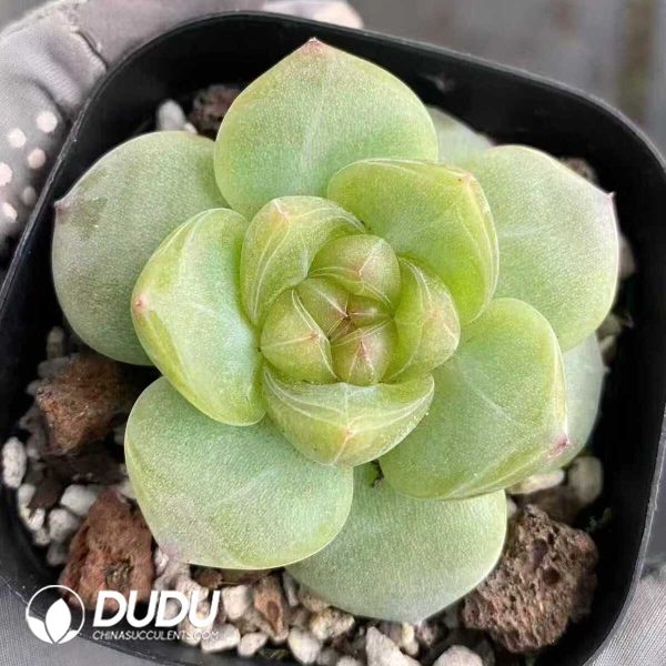 Echeveria Sweet heart - Image 2