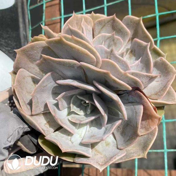 Echeveria Blue Whale Double Head - Image 2