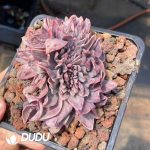 Echeveria Champagne  Cristata - Image 2