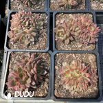 Echeveria Ziwei Cristata - Image 2