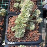 Echeveria Maigan Variegated Cristata - Image 2