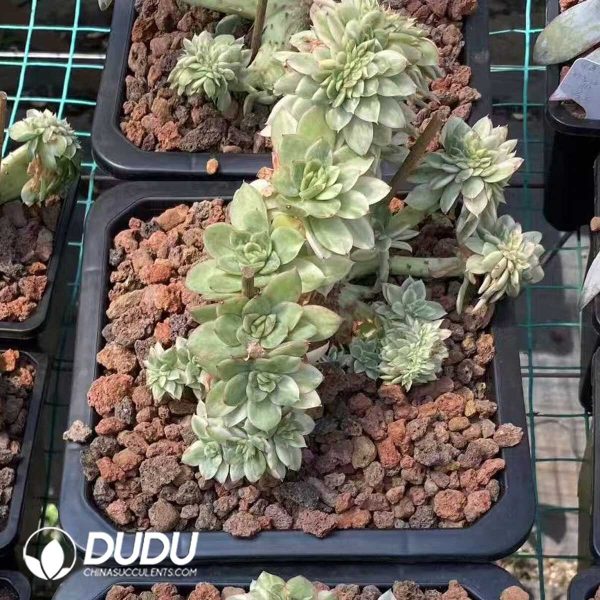 Echeveria Maigan Variegated Cristata - Image 2