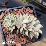 Echeveria Star Snow Cristata - Image 2