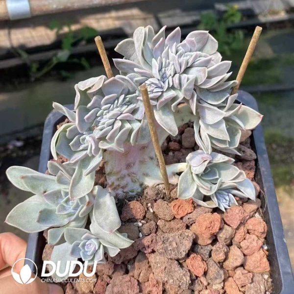 Echeveria Hamburger Cristata - Image 2