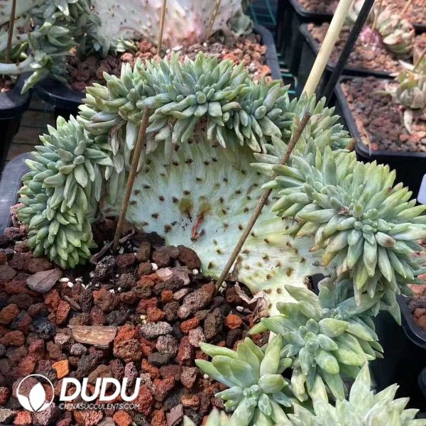 Pachyphytum Solomon Cristata - Image 2