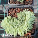 Echeveria Sugar Heart Cristata - Image 2