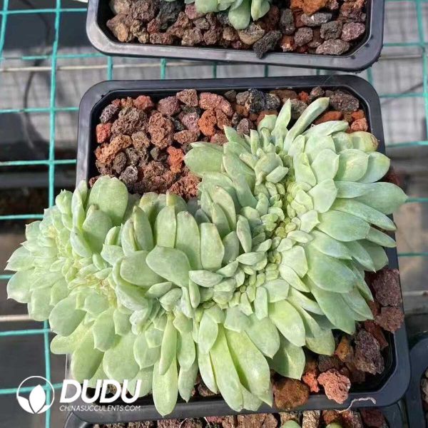 Echeveria Sugar Heart Cristata - Image 2