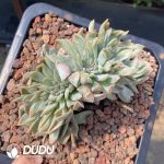 Echeveria All Star Cristata - Image 2