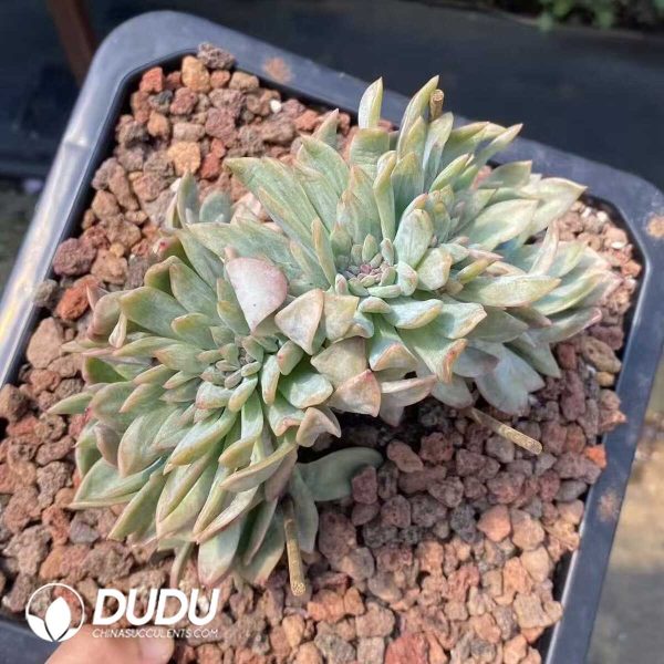 Echeveria All Star Cristata - Image 2