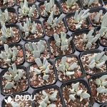 Gibbaeum Crab Claw Clustering - Image 2