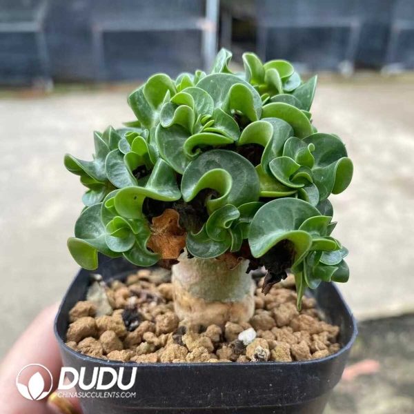 Adenium Jade Ball Clustering (No compensation for broken branches) - Image 2