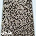 Lithops Julii 'Kikushogiyoku' - Image 2