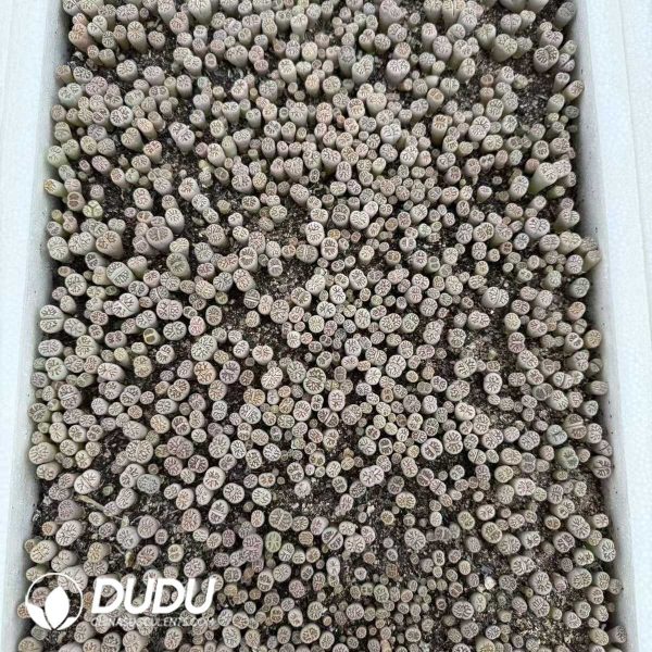 Lithops Julii 'Kikushogiyoku' - Image 2