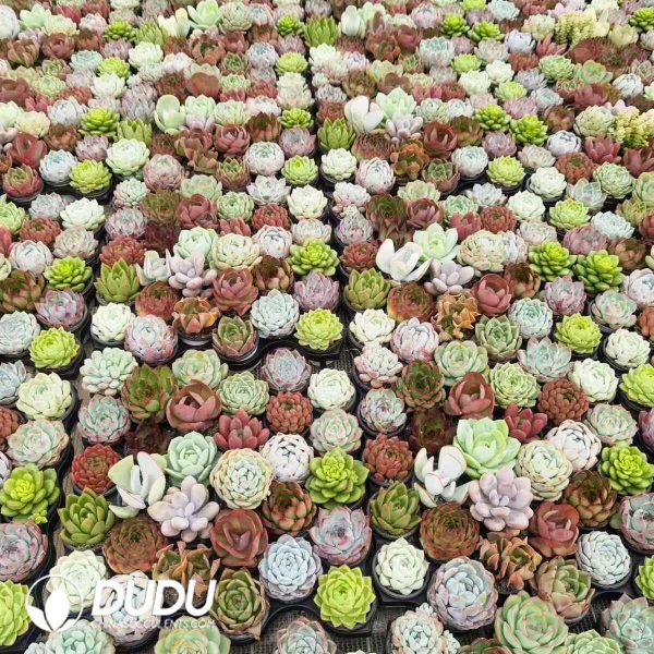 Echeveria Mix 60pcs Collocation - Image 2