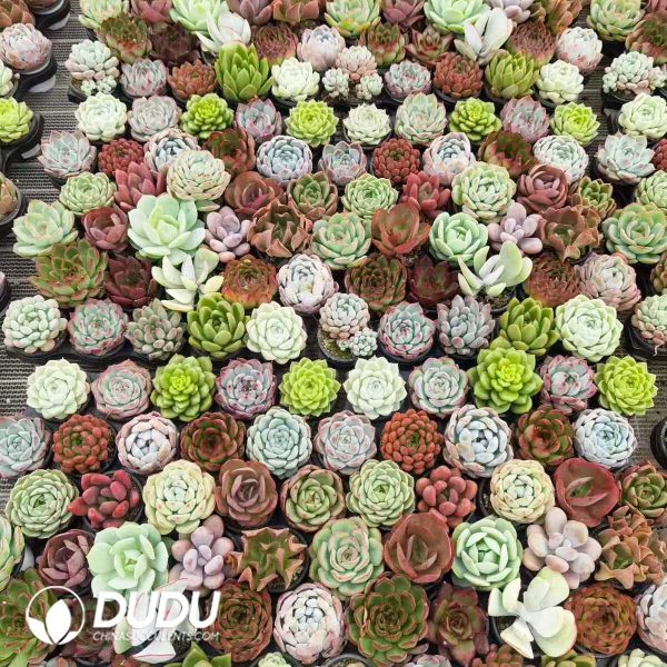 Echeveria Mix 300pcs Collocation - Image 2