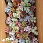 Echeveria Mix 41pcs Collocation - Image 2