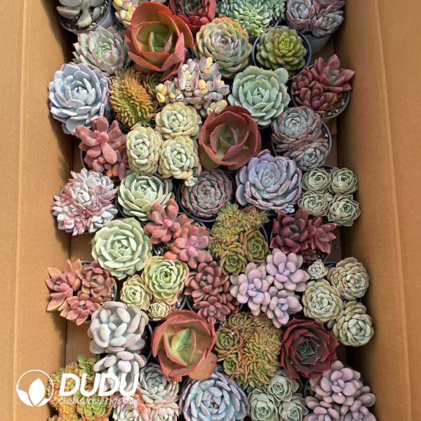 e202-155.jpg Echeveria Mix 41pcs Collocation - Image 2