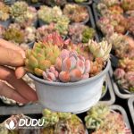 Echeveria Mix 28pots Collocation - Image 2