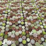 Echeveria Mixed 60pcs Collocation - Image 2