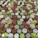 Echeveria Mixed 300pcs Collocation - Image 2