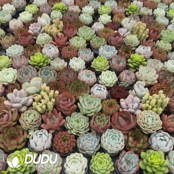 Echeveria Mixed 300pcs Collocation - Image 2