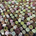 Echeveria 50mm Mixed 50pcs Collocation - Image 2
