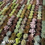 Echeveria 50mm Mixed C 300pcs Collocation - Image 2