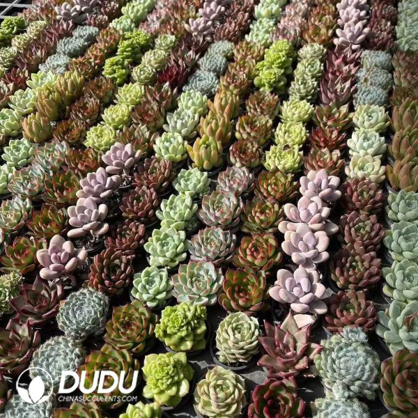 Echeveria 50mm Mixed C 300pcs Collocation - Image 2