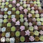 Echeveria 50mm Mixed B 50pcs Collocation - Image 2