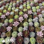 Echeveria 50mm Mixed B 300pcs Collocation - Image 2