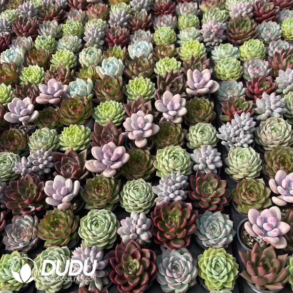 Echeveria 50mm Mixed B 300pcs Collocation - Image 2